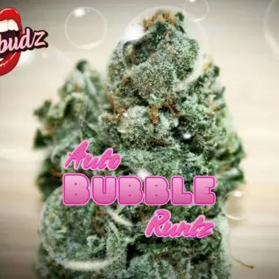 TASTEBUDZ - BUBBLE RUNTZ STRAIN - AUTO FEM