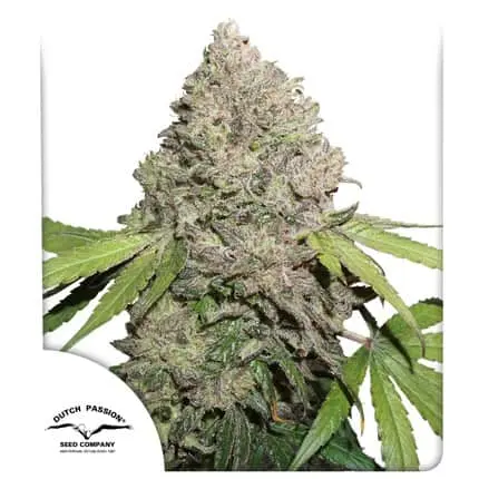 CBD Charlottes Angel | Dutch Passion | FEM Photoperiod Seeds