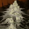 ETHOS GENETICS - BANANA DADDY AUTO RBX2 STRAIN - AUTO FEM - Image 3