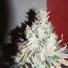 EBB AND FLOW - MINT BLIZZARD  STRAIN - REG PHOTO - 12 PACK - Image 2