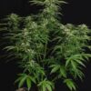 ROYAL QUEEN SEEDS - APOLLO F1 STRAIN - AUTO FEM - Image 3