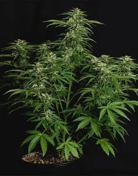 ROYAL QUEEN SEEDS – APOLLO F1 STRAIN – AUTO FEM