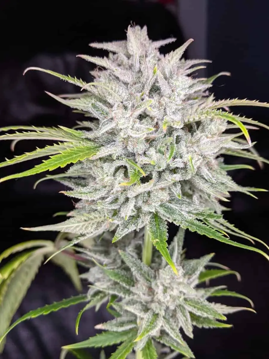TWENTY20 MENDOCINO – TRIKS STRAIN – AUTO FEM