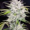 TWENTY20 MENDOCINO - TRIKS STRAIN - AUTO FEM - Image 4