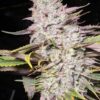 TWENTY20 MENDOCINO - TRIZKIT STRAIN - AUTO FEM - Image 2