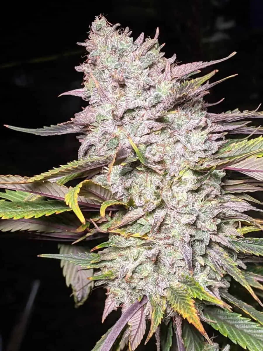 TWENTY20 MENDOCINO – TRIZKIT STRAIN – AUTO FEM