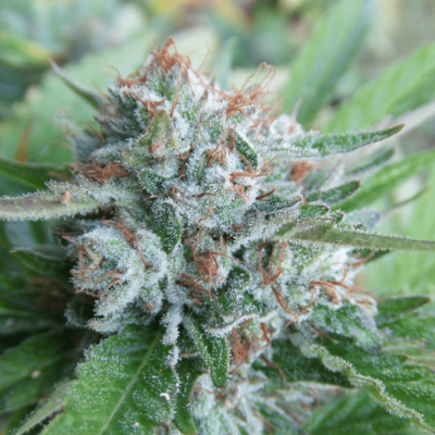 CALI CONNECTION - BELLINI (THE GOLD LINE) STRAIN - FEM PHOTO - 6 PACK