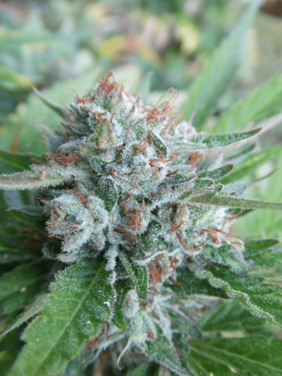 CALI CONNECTION - BELLINI (THE GOLD LINE) STRAIN - FEM PHOTO - 6 PACK
