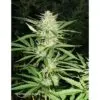 9f8225 Mv2