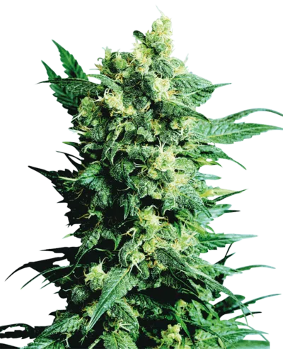 Cannabis image