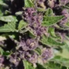 SPEEDRUN SEEDS - POUND DAWG F4 STRAIN - AUTO FEM - Image 4