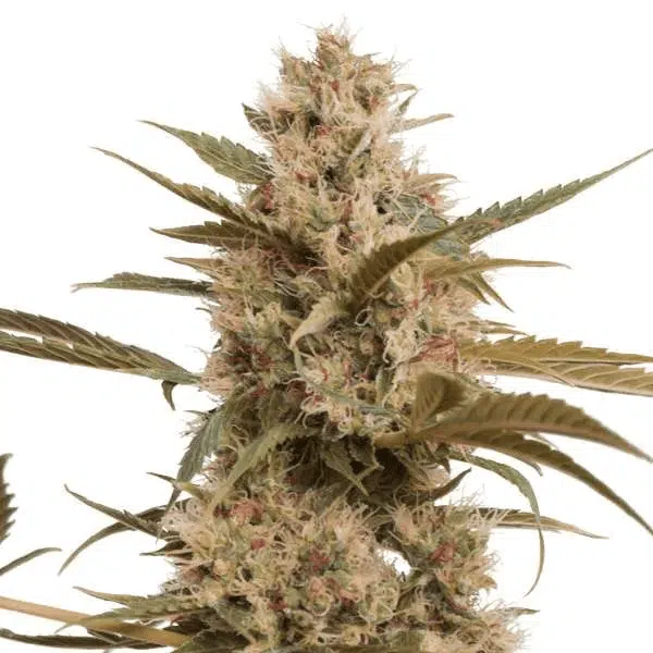 HOLLAND'S HIGH - STRAWBERRY LEMON KUSH STRAIN - FEM PHOTO - 5 PACK