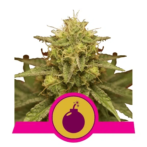 ROYAL QUEEN SEEDS - ROYAL DOMINA STRAIN - FEM PHOTO