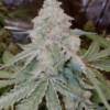 SEED STOCKERS - FRUIT CAKE STRAIN - FEM PHOTO - Image 2