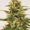 SEED STOCKERS -  SHERBET AUTO STRAIN - AUTO FEM - Image 2