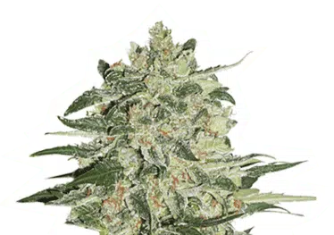 SEED STOCKERS - BIG BUD STRAIN - FEM PHOTO