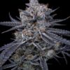 SIN CITY SEEDS - CHOCOLATE RIVER STRAIN - FEM PHOTO -7 PACK - Image 2