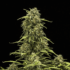 ROYAL QUEEN SEEDS - SWEET SKUNK AUTOMATIC STRAIN - AUTO FEM - Image 2