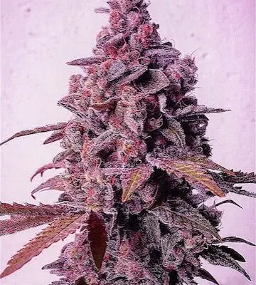 Mandarin Zkittlez R1 | Ethos Genetics | FEM Photoperiod Seeds