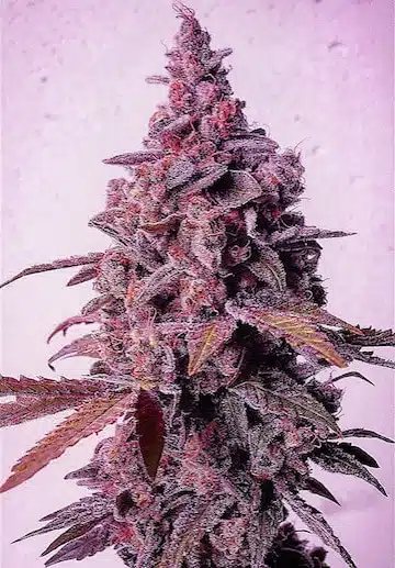 Mandarin Zkittlez R1 | Ethos Genetics | FEM Photoperiod Seeds