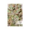 DUTCH PASSION - CBD WHITE WIDOW - AUTO FEM - Image 3
