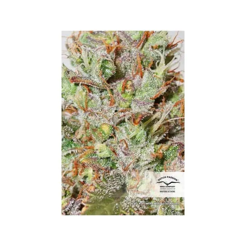 CBD White Widow Auto