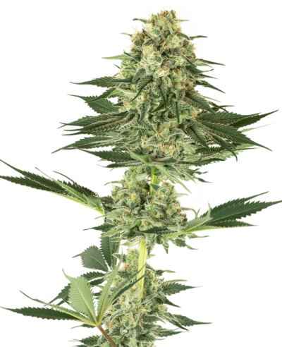 Image of a cannabis plant