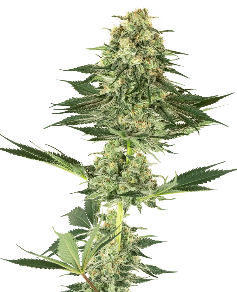 Image of a cannabis plant