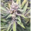SNOWHIGH - SPROUTWAYS - KALEIDOS DOPE STRAIN - REG PHOTO - Image 2