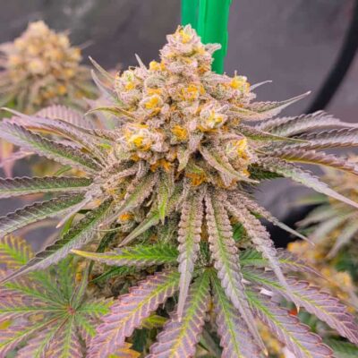 JINXPROOF GENETICS - HELL YEAH STRAIN - REG PHOTO - 12 PACK