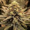 JINXPROOF GENETICS - MAIN SQUEEZE STRAIN - REG PHOTO - 12 PACK - Image 6