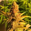JINXPROOF GENETICS - PROBLEM CHILD F2 STRAIN - REG PHOTO - 12 PACK - Image 4