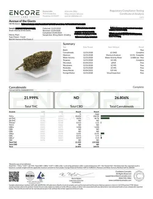TWENTY20 MENDOCINO – AVENUE OF THE GIANTS STRAIN – FEM PHOTO