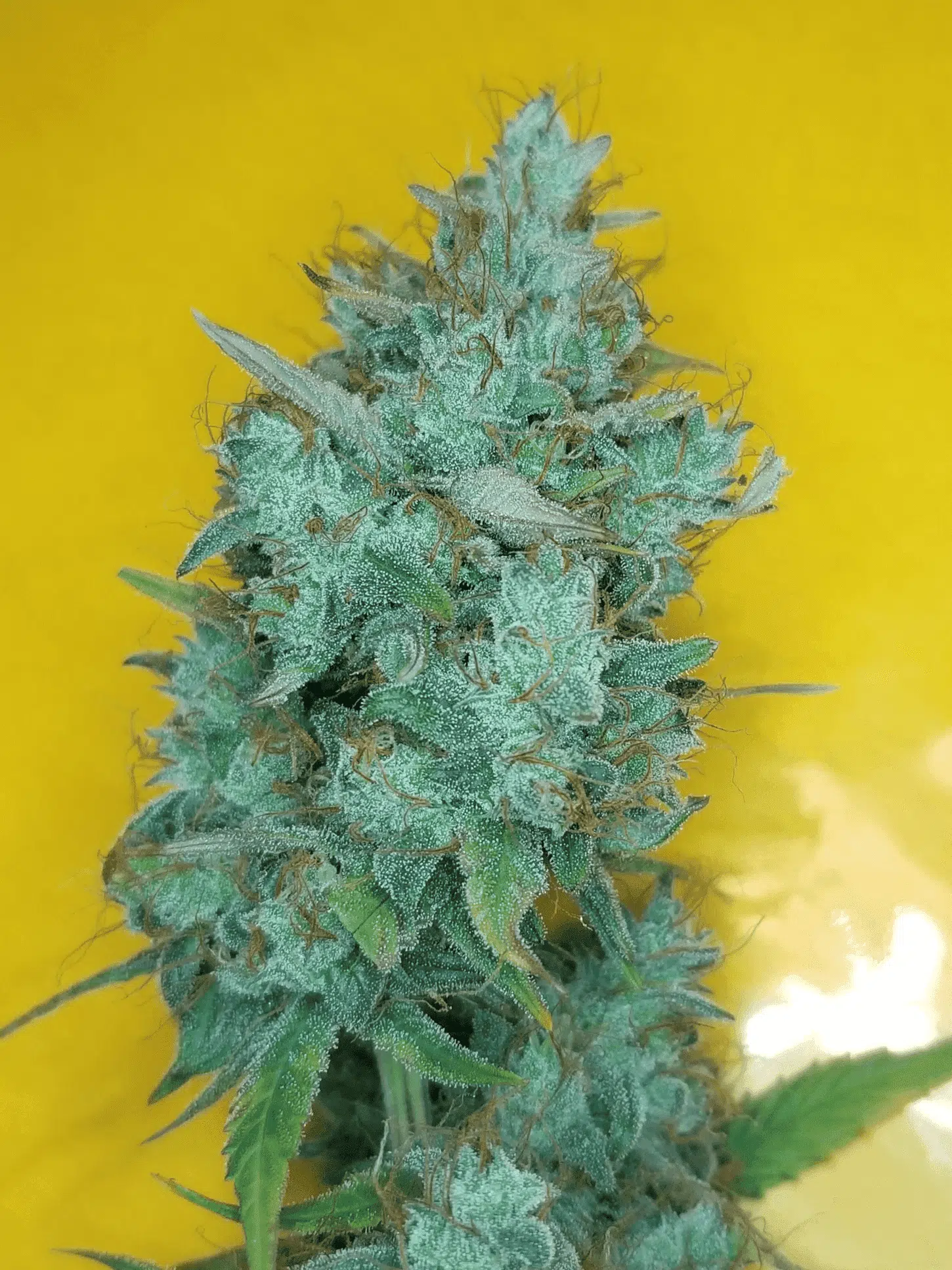 Mango Smile Auto | Mephisto Genetics | FEM Autoflower Seeds