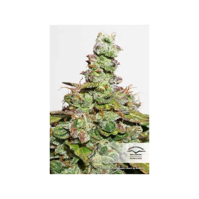 CBD Compassion Lime Auto