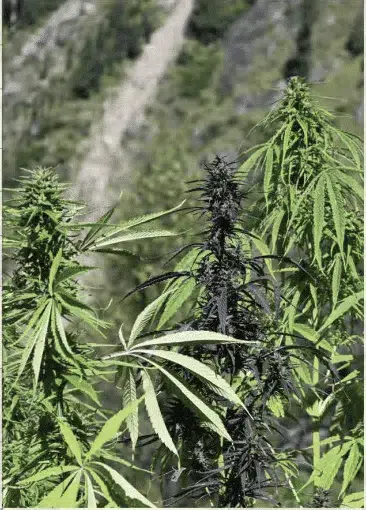 TRIDENT SEEDS - WAILING GENERAL POPULATION STRAIN - REG PHOTO