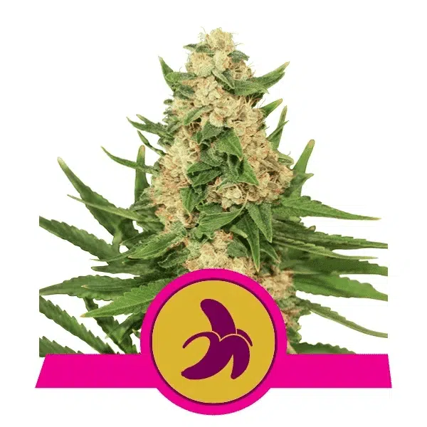 ROYAL QUEEN SEEDS - FAT BANANA STRAIN - FEM PHOTO