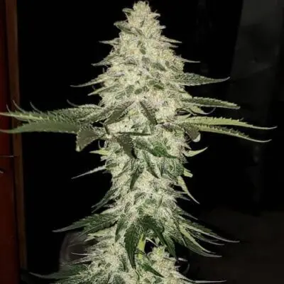Planet Of The Grapes Auto | Ethos Genetics | FEM Autoflower Seeds