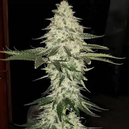 Planet Of The Grapes Auto | Ethos Genetics | FEM Autoflower Seeds