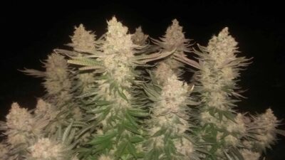 SEEDSMAN - BLACK SUGAR STRAIN - FEM PHOTO