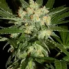 Khalifa Genetics – Aladdin's Skunk Strain – Fem Photo – 6 Pack - Image 2