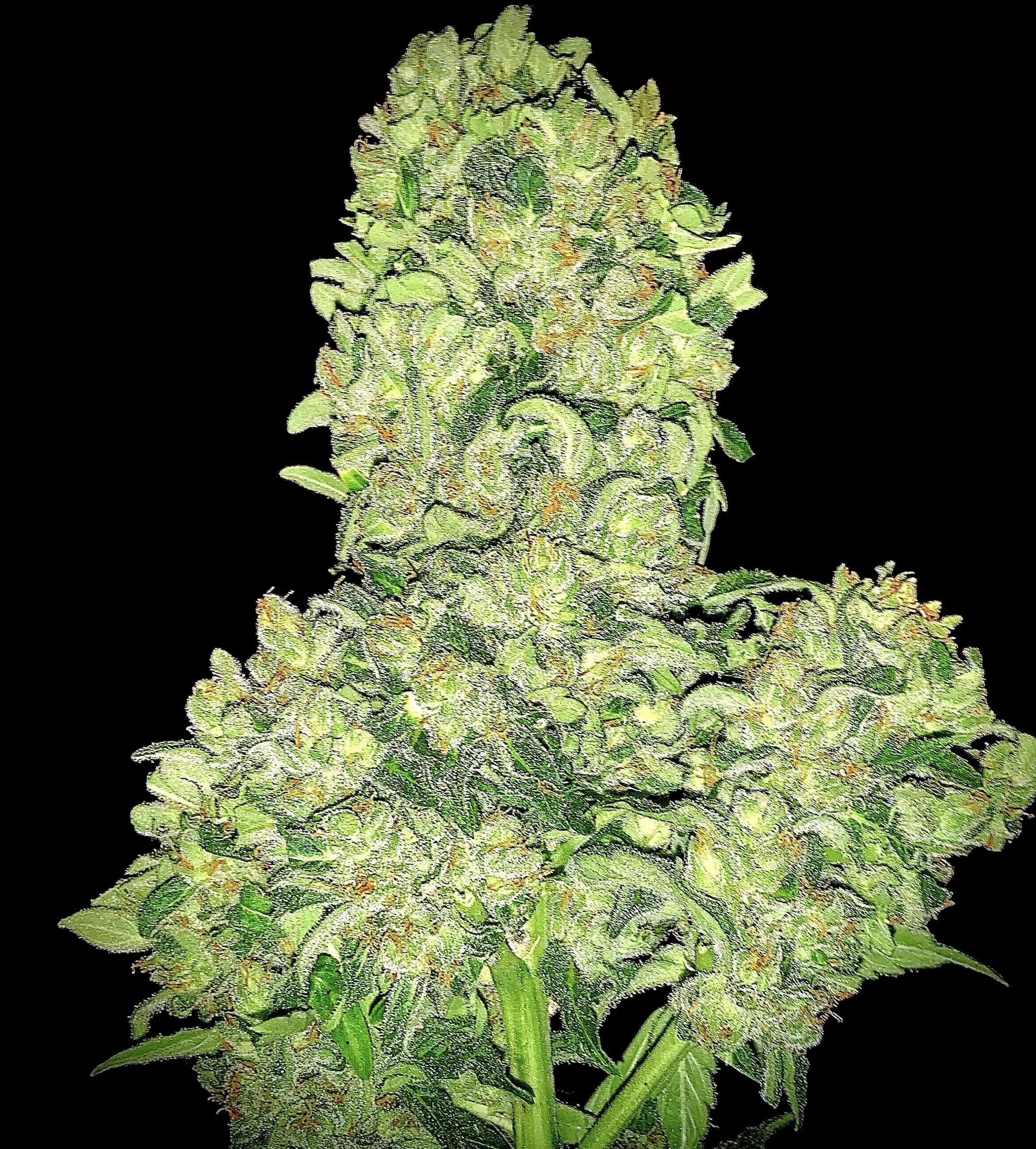 Alien Otto Auto | Elev8 Seeds | FEM Autoflower Seeds