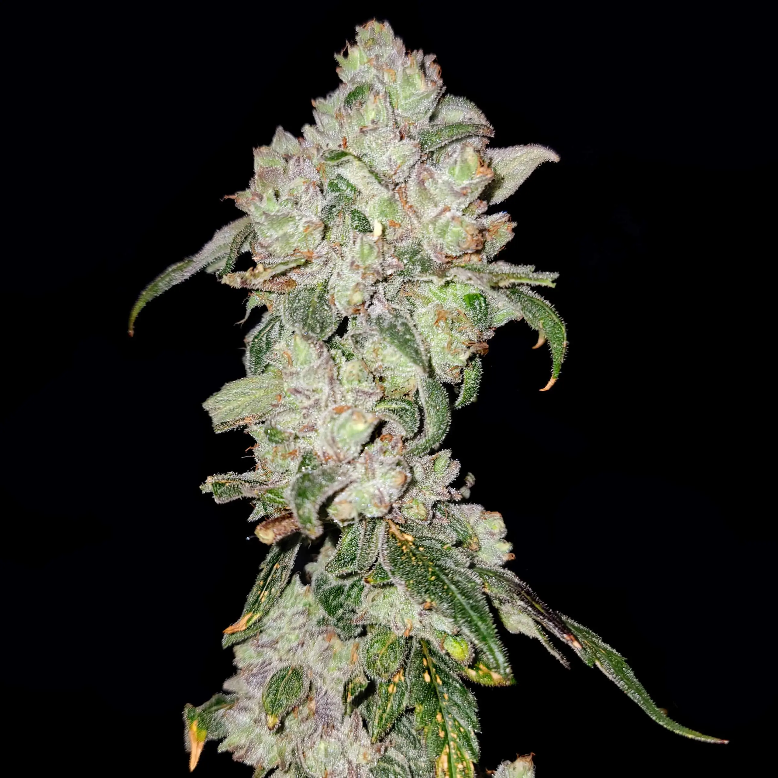 Apples 'n Oranges | Elev8 Seeds | FEM Photoperiod Seeds