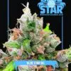 BLUE STAR OG1