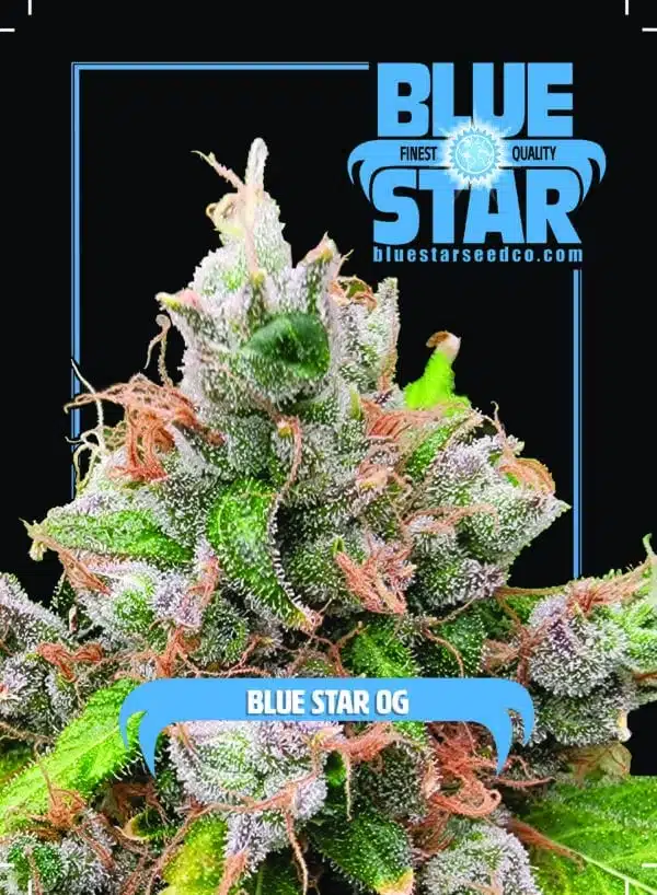 Blue Star OG | Blue Star Seed Co | FEM Photoperiod Seeds