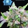 Blue Star Seed Co – Blue Star OG Strain – Fem Photo – 4 Pack - Image 2