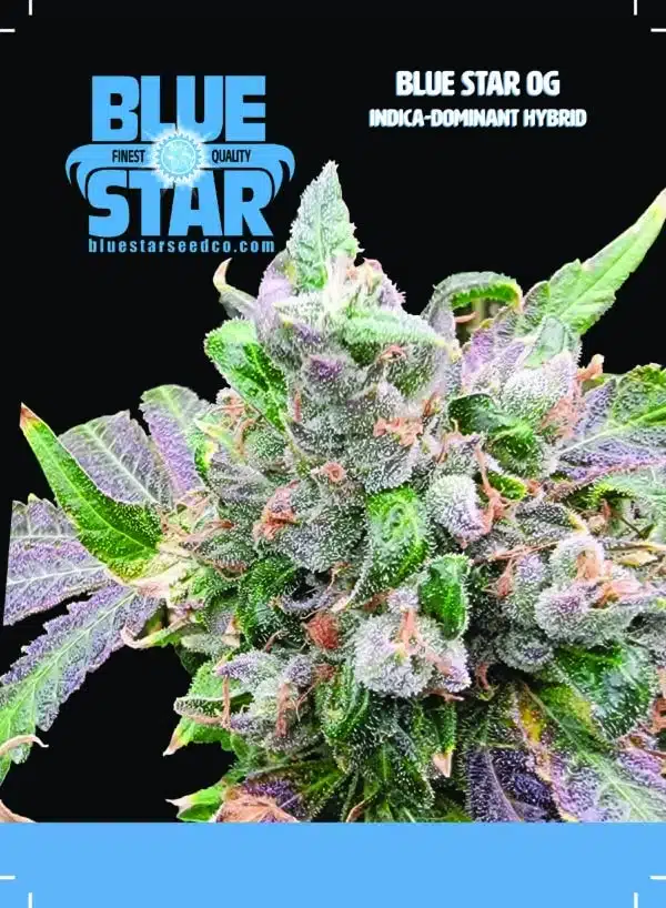 Blue Star OG