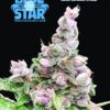 Blue Star Seed Co – Blue Trop Cherry Strain – Fem Photo – 4 Pack - Image 2