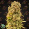 Tastebudz – Moonberry Strain – Fem Photo - Image 2