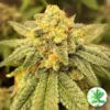 Tastebudz – Moonberry Strain – Fem Photo - Image 3